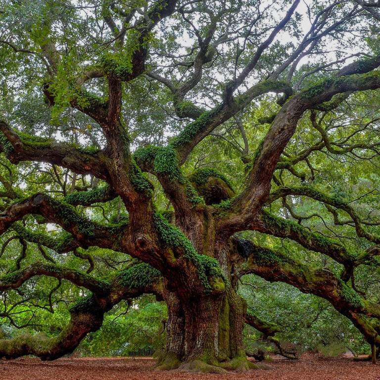 The Origins and Roots of Druidry